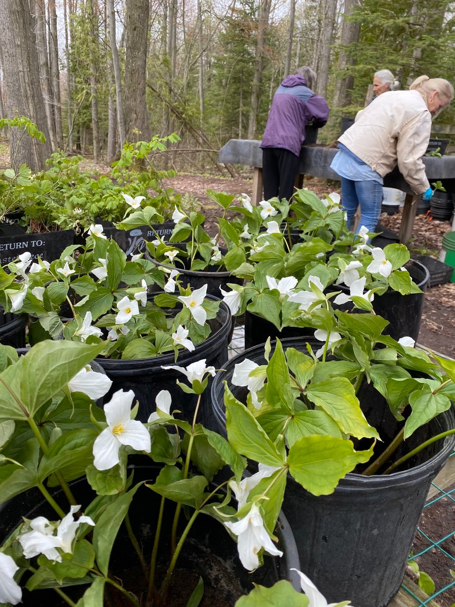 MyNorth on Twitter "Trillium and violets are some of our most