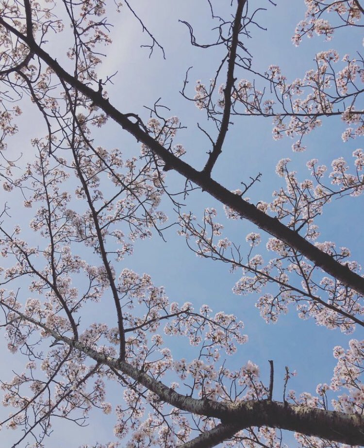 mixcafe4's tweet image. ・
・
#MIXCAFE の #桜見物
#みんな で集まって #楽しい日
桜の #ピンク が #キレイな日
・
・
MIXCAFEの桜見物
#青空 の下
#光 の下
・
・
MIXCAFEの桜見物
みんなで　#お弁当 作って持って
みんなで桜と #お弁当食べた
・
・
※本日openの日です。