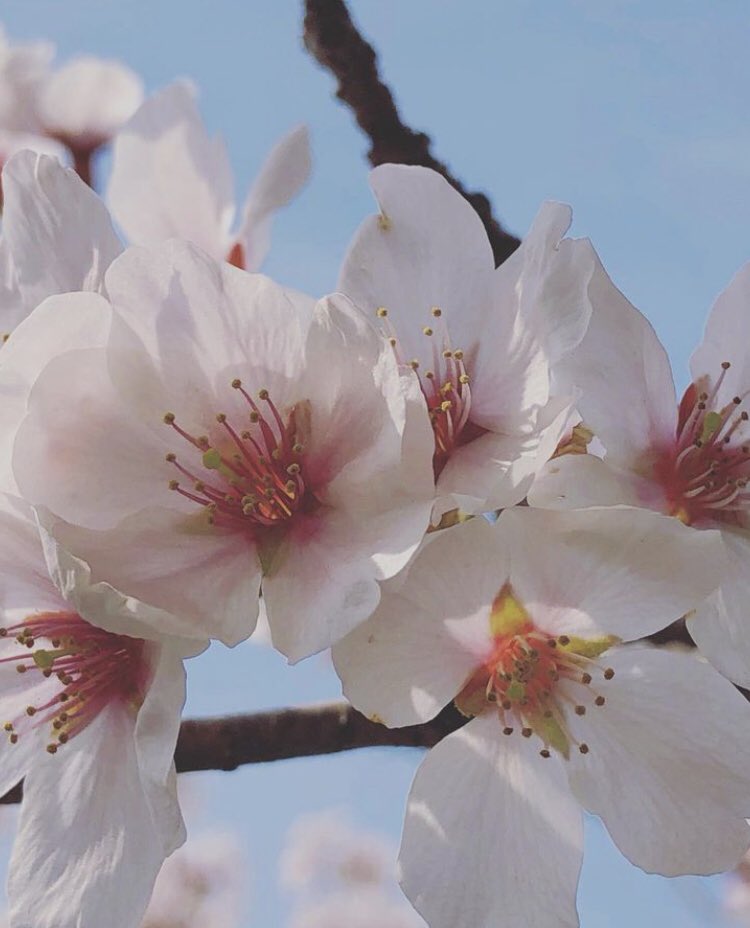 mixcafe4's tweet image. ・
・
#MIXCAFE の #桜見物
#みんな で集まって #楽しい日
桜の #ピンク が #キレイな日
・
・
MIXCAFEの桜見物
#青空 の下
#光 の下
・
・
MIXCAFEの桜見物
みんなで　#お弁当 作って持って
みんなで桜と #お弁当食べた
・
・
※本日openの日です。