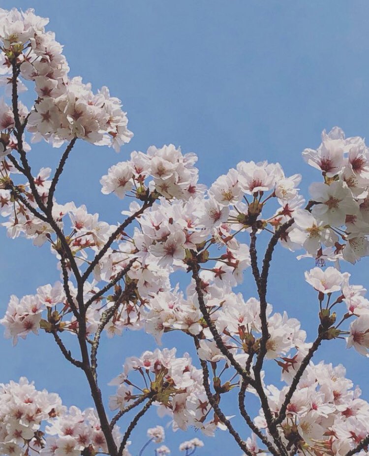 mixcafe4's tweet image. ・
・
#MIXCAFE の #桜見物
#みんな で集まって #楽しい日
桜の #ピンク が #キレイな日
・
・
MIXCAFEの桜見物
#青空 の下
#光 の下
・
・
MIXCAFEの桜見物
みんなで　#お弁当 作って持って
みんなで桜と #お弁当食べた
・
・
※本日openの日です。