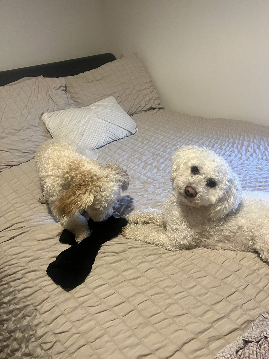xTylerJane's tweet photo. Who’s the naughty boy? Always on the spare bed causing mayhem https://t.co/wokW73B0wN