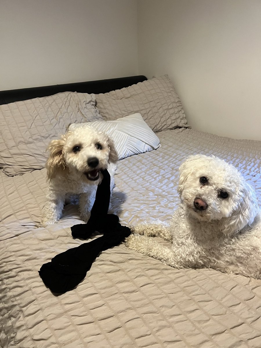 xTylerJane's tweet photo. Who’s the naughty boy? Always on the spare bed causing mayhem https://t.co/wokW73B0wN