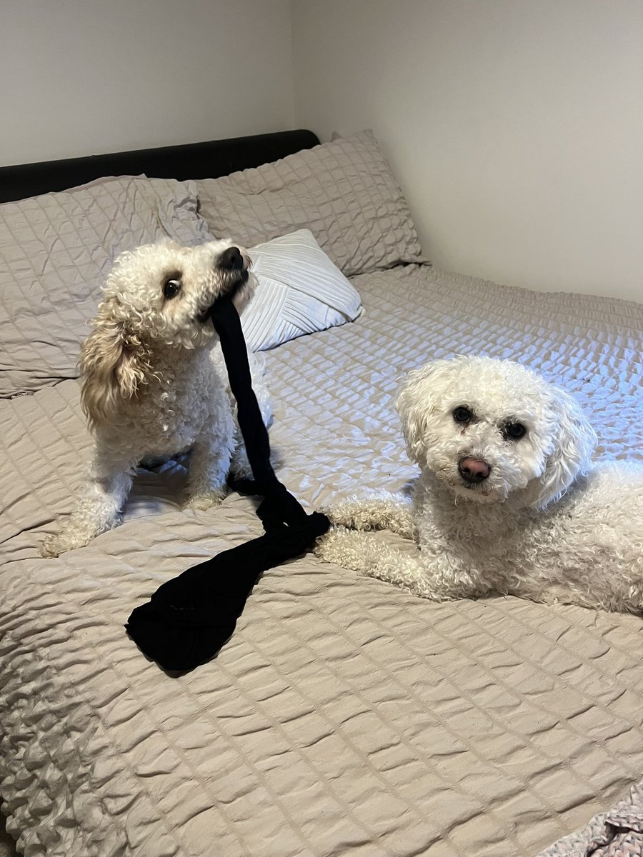xTylerJane's tweet photo. Who’s the naughty boy? Always on the spare bed causing mayhem https://t.co/wokW73B0wN