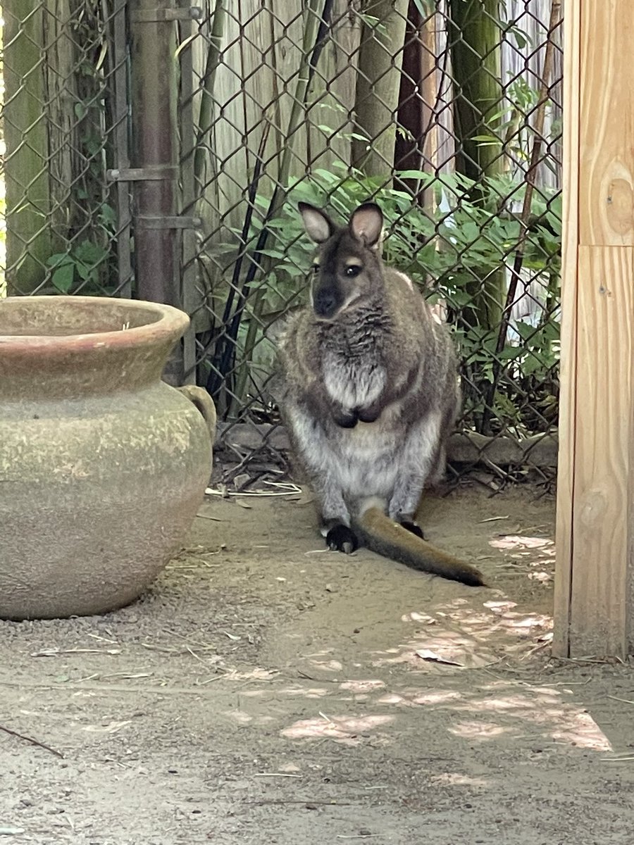 RexrodeMLST's tweet image. What a fun day at the zoo!!!