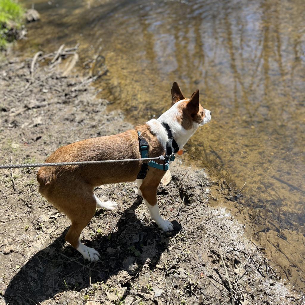 🍯 Oh, Bother! How is this #doggie not in a #fosterhome yet?

Pooh Bear's a little shy, but he wanted us to ask if you have a calm adults-only home he could crash at. 🐶🏡

Pooh Bear's profile: ow.ly/hrJR50NOKVC

#fosterfridays #availabletofoster #rescuedogsoftwitter