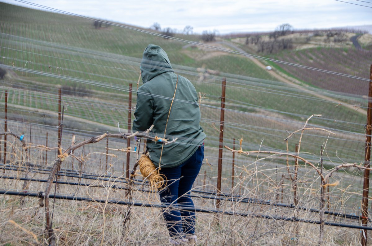 3Mile_Vineyard's tweet photo. Spring in the vineyard brings hope and renewal. 

Now that pruning and tying are complete, we wait patiently for the vines to awaken with bud break, the first stage of the vine’s annual cycle.

#vineyard #views #thedalles #threemilevineyard #vines #labor #teamwork #tying https://t.co/McbO2nHLWM