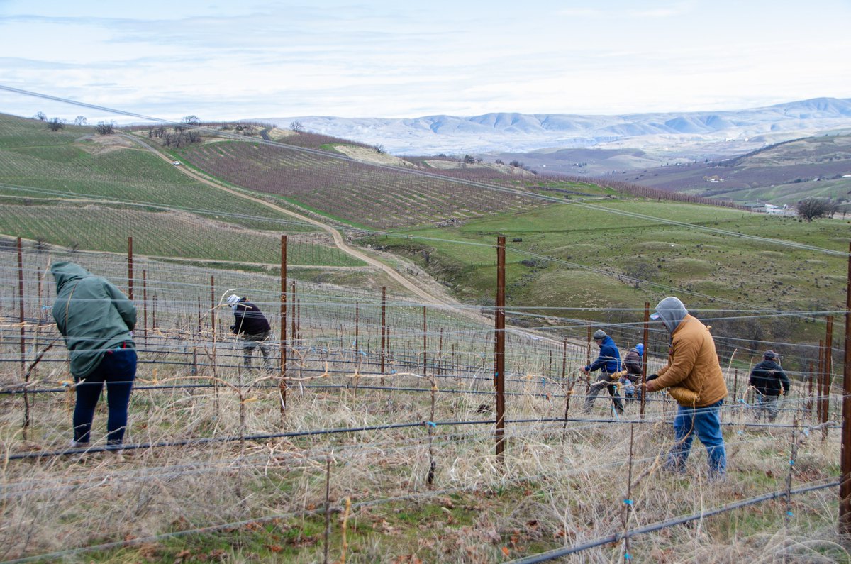 3Mile_Vineyard's tweet photo. Spring in the vineyard brings hope and renewal. 

Now that pruning and tying are complete, we wait patiently for the vines to awaken with bud break, the first stage of the vine’s annual cycle.

#vineyard #views #thedalles #threemilevineyard #vines #labor #teamwork #tying https://t.co/McbO2nHLWM