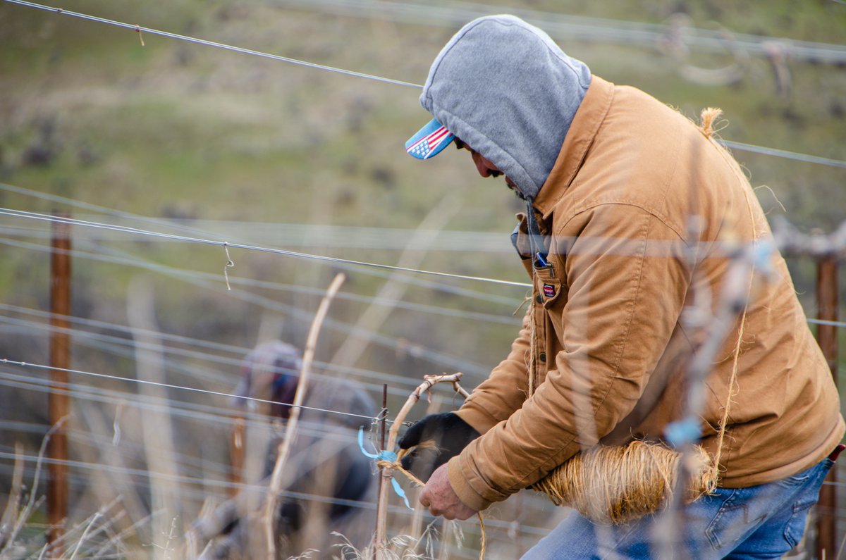 Spring in the vineyard brings hope and renewal. 

Now that pruning and tying are complete, we wait patiently for the vines to awaken with bud break, the first stage of the vine’s annual cycle.

#vineyard #views #thedalles #threemilevineyard #vines #labor #teamwork #tying