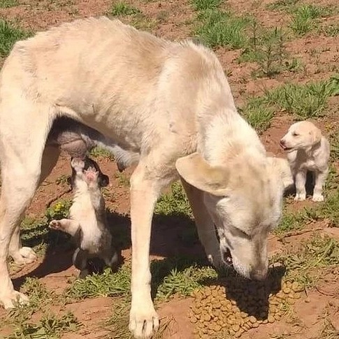 zllktlr's tweet photo. "ACIYIN ANNEYE VE BEBEKLERİNE. HİÇ SÜTÜ YOK BİR DERİ BİR KEMİK HALİNDE. DÜNYANIN HAYRAN OLDUĞU KAPADOKYA AVANOS'TA REZALET YAŞANIYOR Lütfen cins olmadığı için bakıp geçmeyin ilanı, birileri sahip çıksın
NEVŞEHİR KAPADOKYA 
539 2681603 https://t.co/lYRWg1QlQA https://t.co/dADjYwgfvf
