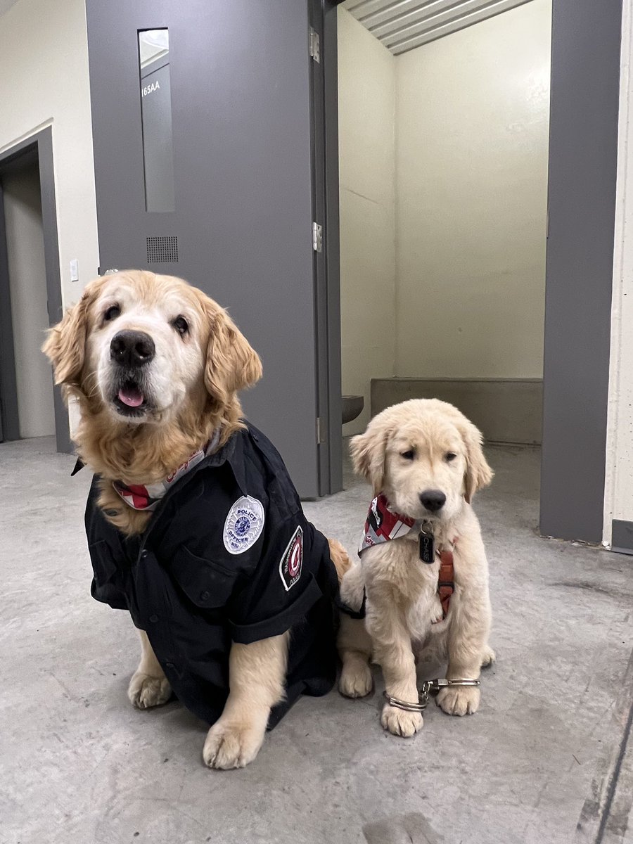 WSUPolice's tweet photo. Chief hired our first K-9 unit today and he already got his first arrest!
We are always happy to see @therealdashdog and Chase around the department. Come back and help us deter crime anytime! #WSU #GoCougs #dashdog https://t.co/cvgwfqXFEh