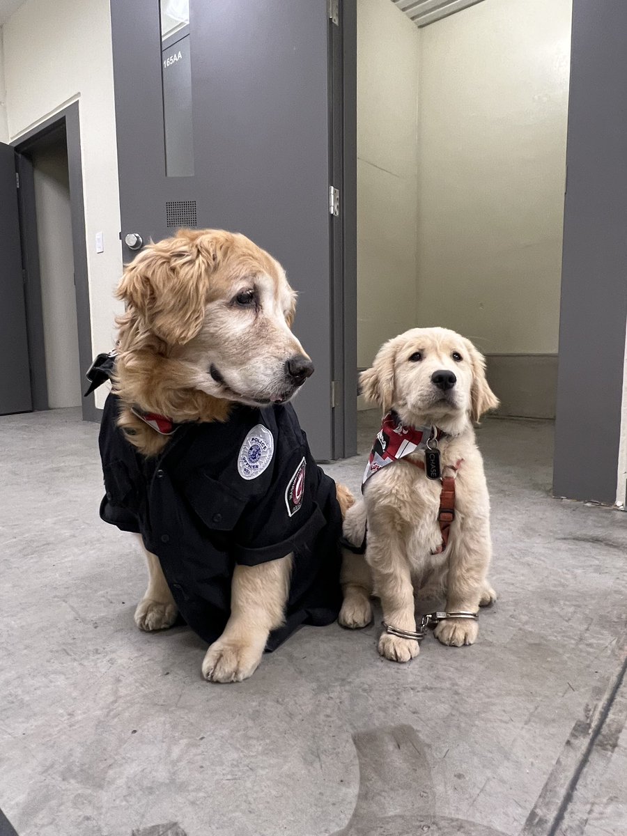 WSUPolice's tweet photo. Chief hired our first K-9 unit today and he already got his first arrest!
We are always happy to see @therealdashdog and Chase around the department. Come back and help us deter crime anytime! #WSU #GoCougs #dashdog https://t.co/cvgwfqXFEh