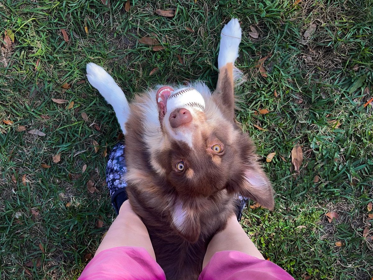 LynnPullium's tweet photo. Good Evening to all my new friends!! Does anyone else watch Stranger Things?  I think I’m in the Upside Down lol

#Dogsoftwitter
#aussielover
#wigglebutts https://t.co/if3TPUlr99