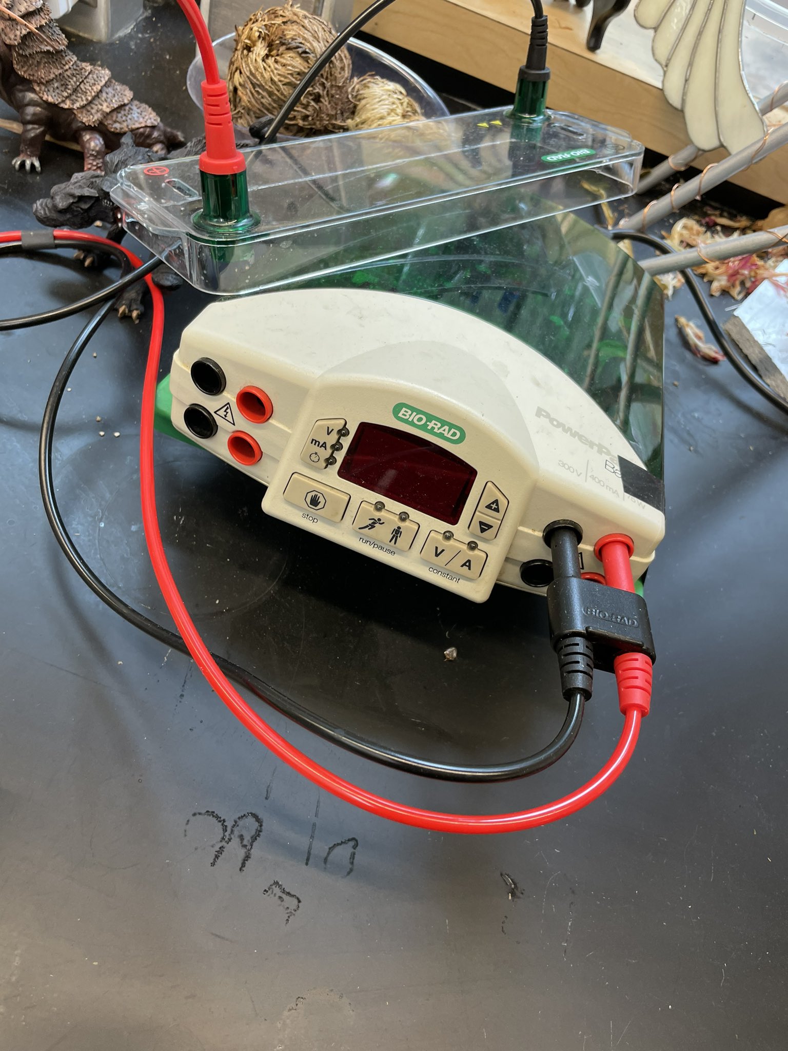 Bio Rad Gel Apparatus Electrophoresis