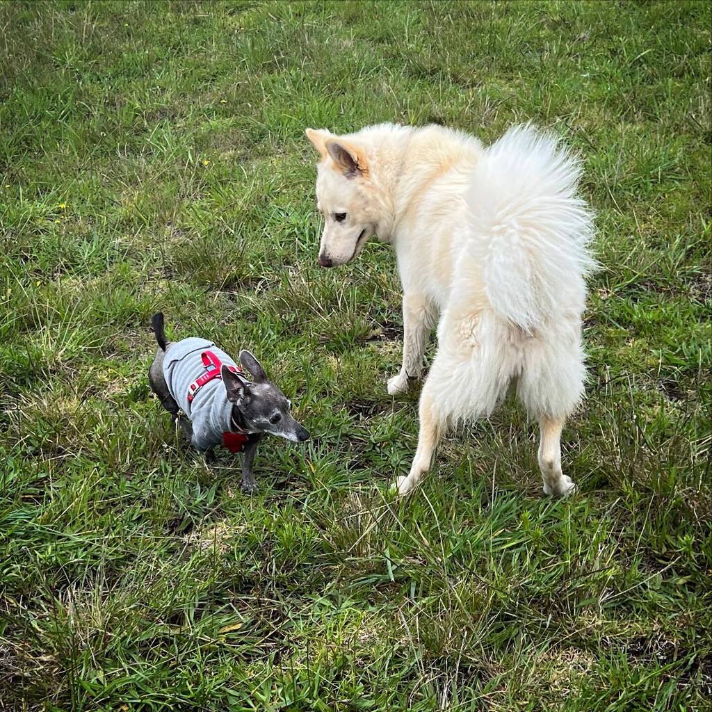 Play time #dog #adopteddog #rescuedog #sangabrielvalleyhumanesociety #adopteddogsofinstagram #rescuedogsofinstagram #bisca #choomba #mansbestfriend #spoileddogs instagr.am/p/CrUH9wNPM-R/