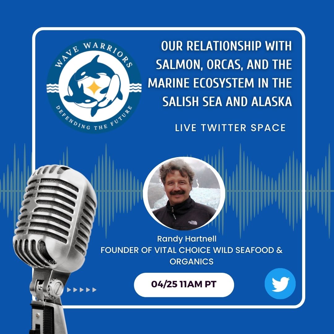 WaveWarriors_'s tweet photo. Join us next Tuesday at 11 AM PT for a Twitter space with Randy Hartnell, Founder of Vital Choice Wild Seafood & Organics.  Randy will be speaking about our  relationship with salmon, orcas, and the marine ecosystem in the Salish Sea and Alaska #WaveWarriors #SalishSea @randyhartnell