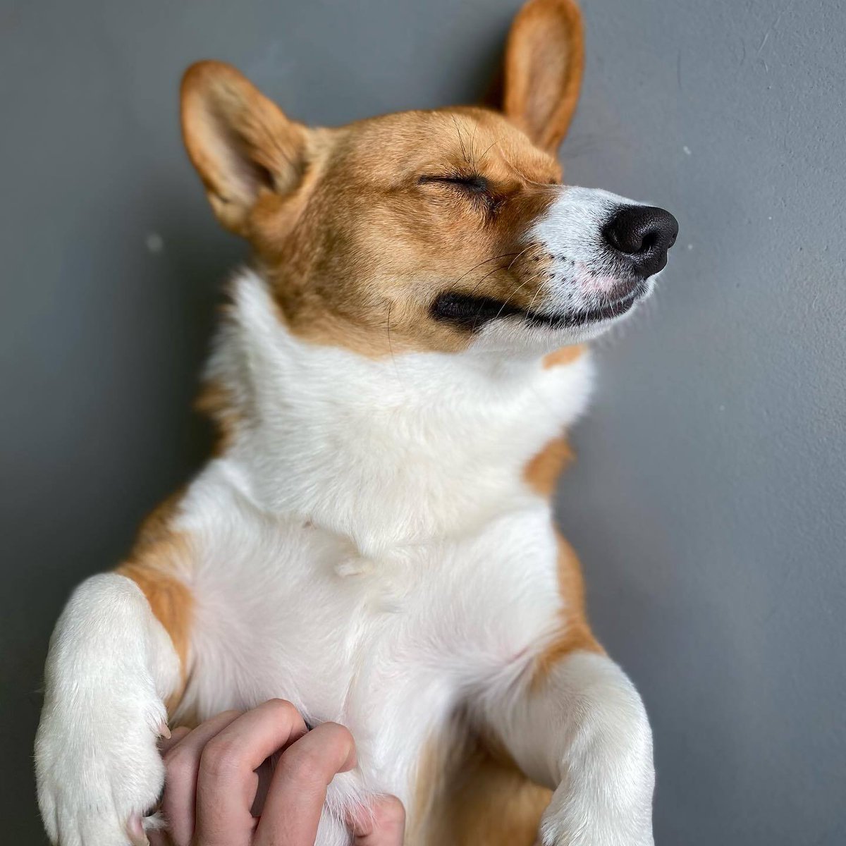 Looking for the best pet care center in Oklahoma City? Happy Hounds Dog Daycare &amp; Boarding has everything your pup needs for a happy and healthy stay! #HappyHoundsOKC #DogDaycare #DogBoarding #PetCare #OKCPets #FurryFriends #PetFriendly #OKC