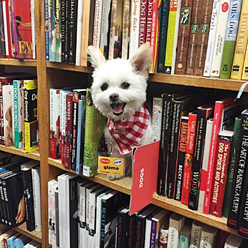 #FurryFriday:
#WorldBookDay is April 23
#Book #Books #BookLover #BookShelves #BookAddict #BookWorm #BookLover #Read #Reader #LoveBooks #Library #BookStore #ReadABook #ReadMoreBooks #Dog #Dogs #DogsInCostumes #MixedBreed - Photo by newyorkdog
