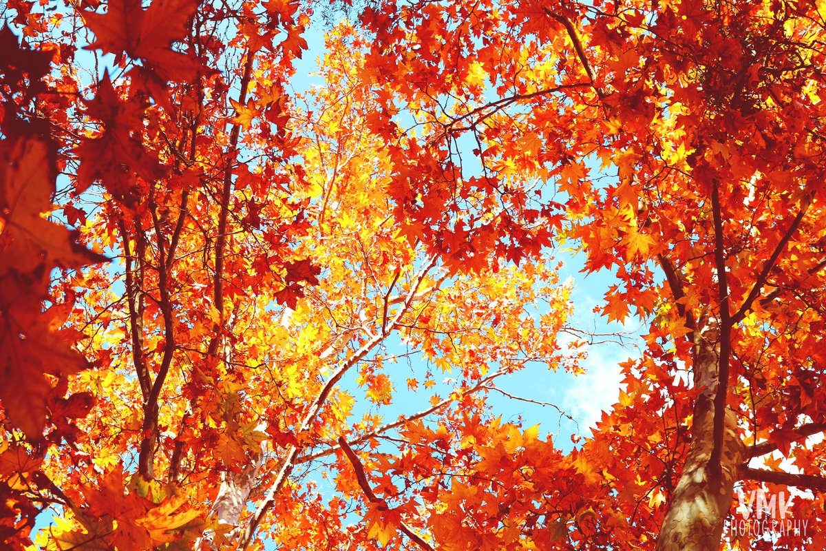 🍁HELLO AUTUMN🍁

📍Gundagai, NSW
📸 Canon759D

#VMKPhotography #autumn #autumnvibes #fallvibes #VisitGundagai #VisitNSW #naturephotography #photography