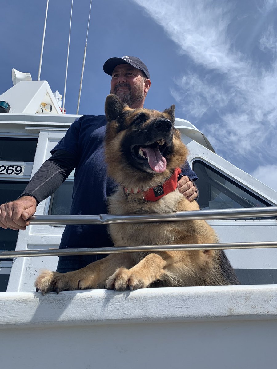 MelG_Wild's tweet photo. @SFWhaleTours So clearly, seeing multiple Gray Whales today was freaking awesome, but guess who else is awesome? Bear, the whale-finding dog. Bestest boy on the sea! https://t.co/OBHvP52Z0R