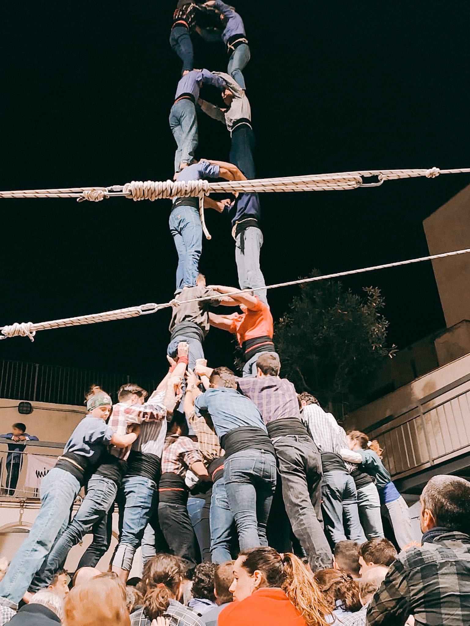 バッコヤナギ(ねこ柳) 激安特価 - technicomm.qc.ca