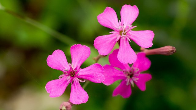 hide_traveller's tweet image. Good morning from Japan!  Have a great day everyone! 😊😉 Tokyo 7:30am  Birth flower of April 22 #Catchfly