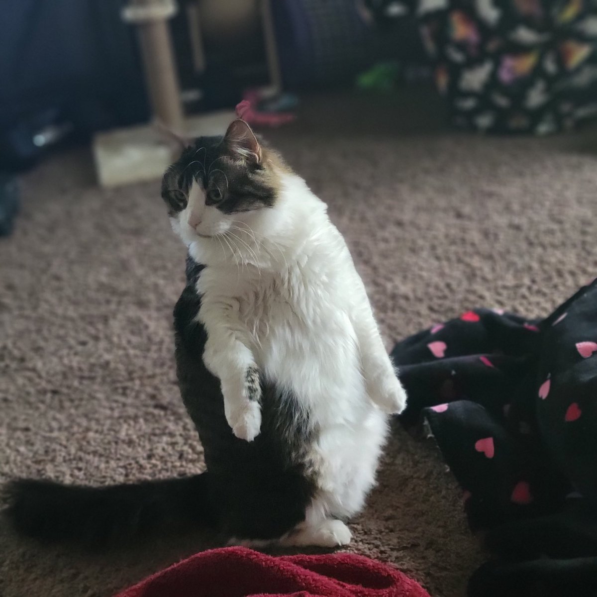 kcrumback's tweet image. Just chilling.  #cats #catoftheday #CatsofTwittter #fridaylaugh