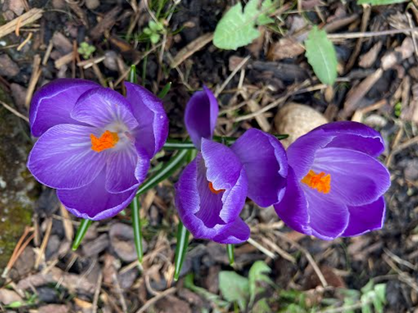 AuthorSAdrien's tweet photo. Aren’t these gorgeous? I love spring. 🌷These are from my garden.

#spring #springtime #springhassprung #spring2023 #🌷#flower #purpleflower #flowers #bloom #writinglife #indieauthor #writiersofinstagram #ishouldbewriting https://t.co/YyxzdXxxpl