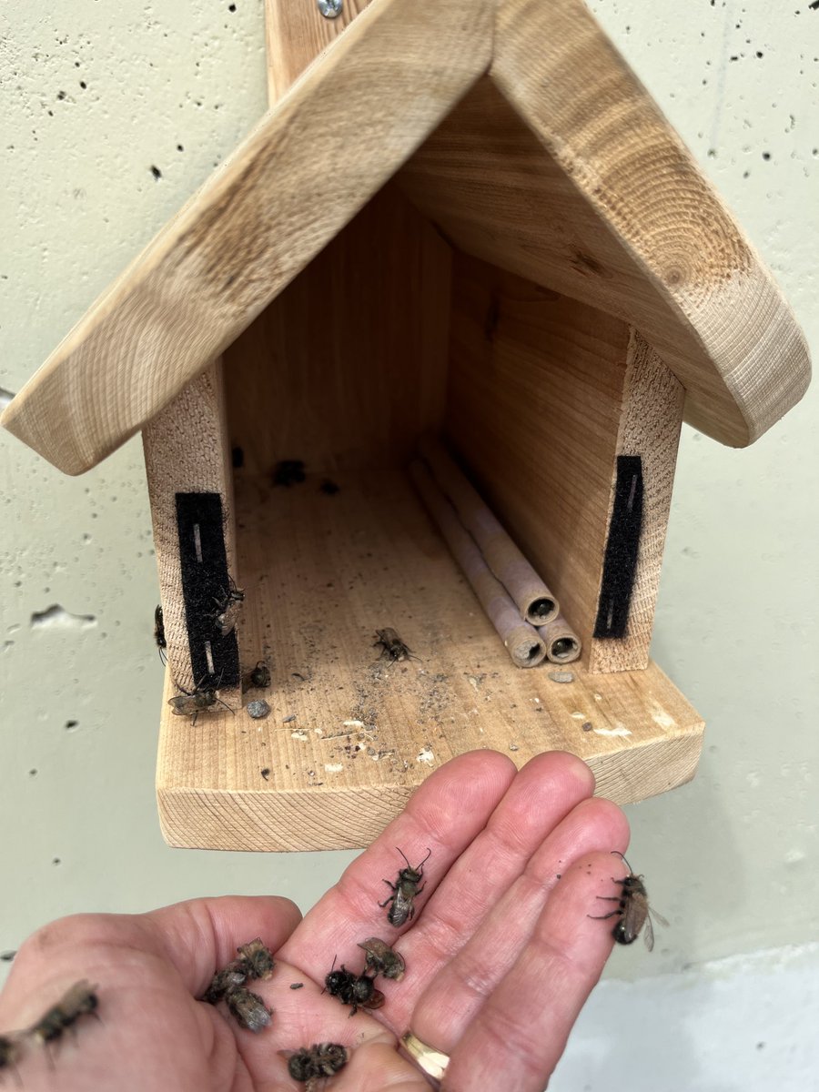 smusgrove2's tweet image. Today’s community walk checking out bee amenities. Our bees seem to love their new home! #bees #communitywalk #walk #walkingchallenge #walk30 ⁦@walkerscaucus⁩ ⁦@Walk30Challenge⁩ #sd40learns #kelvinkindies ⁦@LKCougars⁩