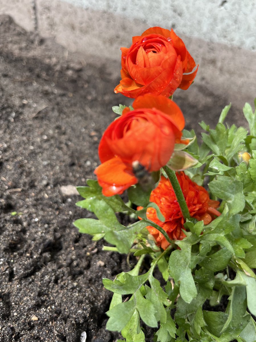 smusgrove2's tweet image. Today’s community walk checking out bee amenities. Our bees seem to love their new home! #bees #communitywalk #walk #walkingchallenge #walk30 ⁦@walkerscaucus⁩ ⁦@Walk30Challenge⁩ #sd40learns #kelvinkindies ⁦@LKCougars⁩