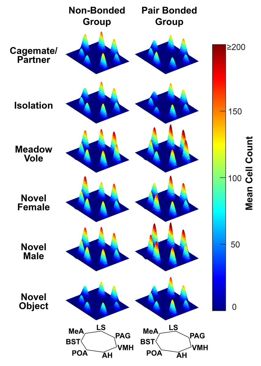 Dr. Aubrey Kelly (@aubreymkelly) on Twitter photo Does the social behavior network exhibit differential patterns of neural activity based on context? Kind of, not really!? Whatever this “network" does - function differs between virgin & pairbonded voles! <a href="/KJeanWallace/">Kelly Wallace</a> <a href="/alexophir/">Alexander Ophir</a> @eileen_chun <a href="/SBNTweets/">SBN Tweets</a>
sciencedirect.com/science/articl… Does the social behavior network exhibit differential patterns of neural activity based on context? Kind of, not really!? Whatever this “network" does - function differs between virgin & pairbonded voles! <a href="/KJeanWallace/">Kelly Wallace</a> <a href="/alexophir/">Alexander Ophir</a> @eileen_chun <a href="/SBNTweets/">SBN Tweets</a>
sciencedirect.com/science/articl…