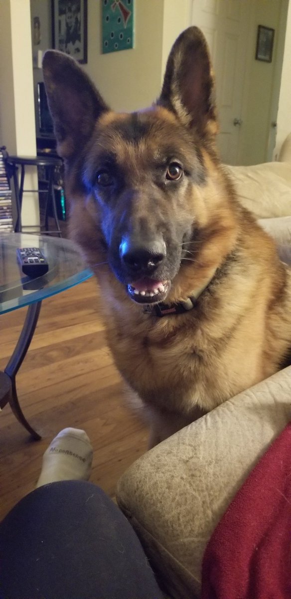 braines57's tweet image. Max is ready for some On Patrol Live action!
#opnation