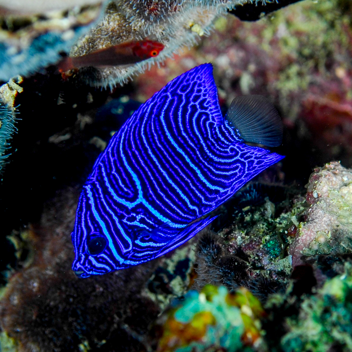 CoralReefFish's tweet image. Ok I have to post more than one angelfish, and this one was particularly hard to find. A baby Pomacanthus maculosus, this is the only one I ever saw this small, photographed off Jeddah while visiting @MLBerumen @RSRC_KAUST! #EarthDay