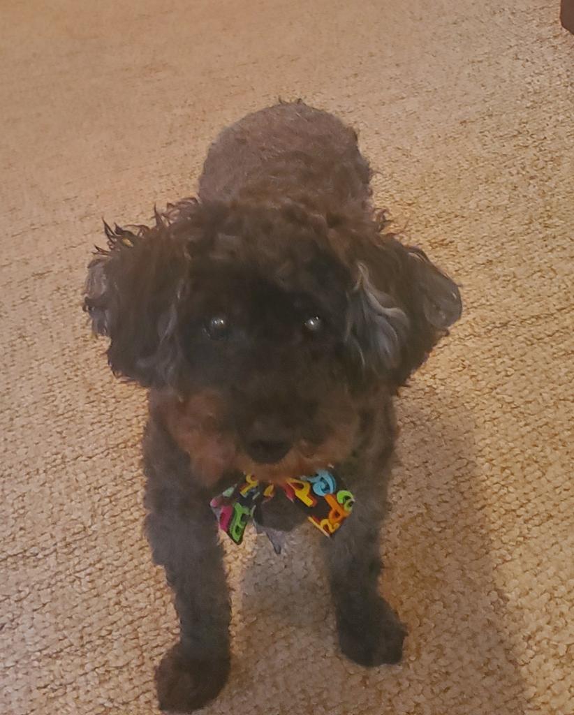 AnitaMahoney4's tweet photo. Gizmo turned 15 yrs old today. I've had him since he was 6weeks old. My little baby boy🎉🎈🎉🥳❤️🐾🐾❤️ https://t.co/wHxO0bmduD
