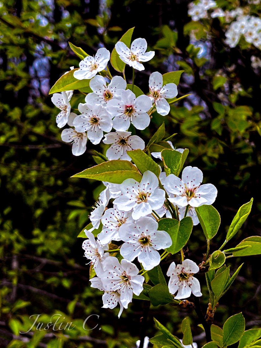 Green Meadow Preserve: 
Pyrus Pashia
#FlowerPhotography
#FlowersOfInstagram
#FloralPerfection
#FlowerGram
#FlowerPower
#Blooming
#NaturePhotography
#MacroPhotography