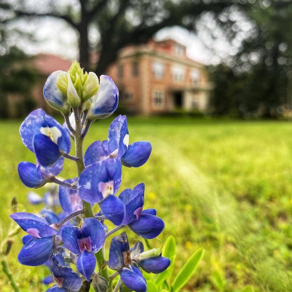 Still finding pops of blue in the #historichomes driving tour! 💙 
.
.
#bluebonnets #palestinetx #historic #thisoldhouse instagr.am/p/CrUH-Ahu-_y/