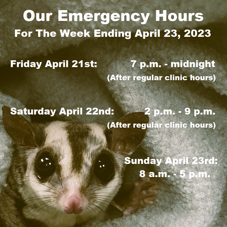 ExoticPetVets's tweet photo. Our after-hours #EmergencyService on this #EarthDay weekend starts tonight at 7 and runs until midnight. Our #EmergencyHours on #Saturday are from 2 p.m. to 9 p.m. and on #Sunday from 8 a.m. to 5 p.m. Please call us at 416-223-1165 if your pet needs urgent care. #HappyEarthDay https://t.co/StEUN2Nubu