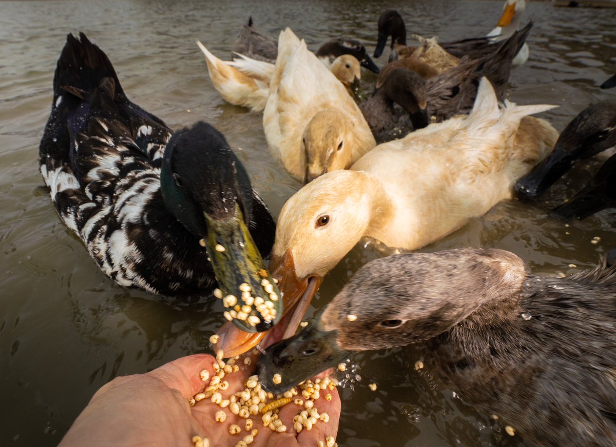 DuckFoodBot's tweet photo. this is you right now 

(retweet to feed the ducks https://t.co/bCx4zPeNUf) https://t.co/OUsrvC1N02