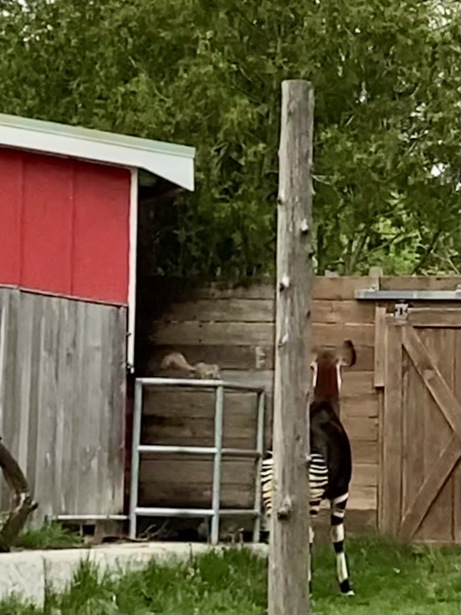 gsabrinus's tweet photo. Today I watched @Ratatosk4 congratulate #TeamOkapi for an excellent showing in #2023MMM @PotawatomiZoo https://t.co/bVz27I9EOm
