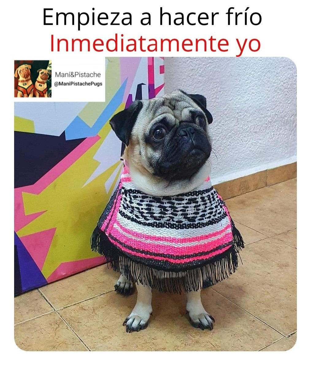ManiPistachePug's tweet image. Encobijadamente cierto 🤣 🤣 🤣 #pugs #pugstuff #pugmodel #pugsoftwitter