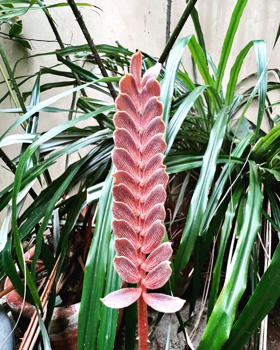 PlantChaser's tweet photo. Emerging leaf of Zamia roezlii. This cycad is native to Colombia and Ecuador. Happy weekend! #zamiaroezlii #zamia #cycad #ancientplants #jurassicplants #plants #plantsmakepeoplehappy #garden #gardening #plantchaser https://t.co/R8v1nKZhAL