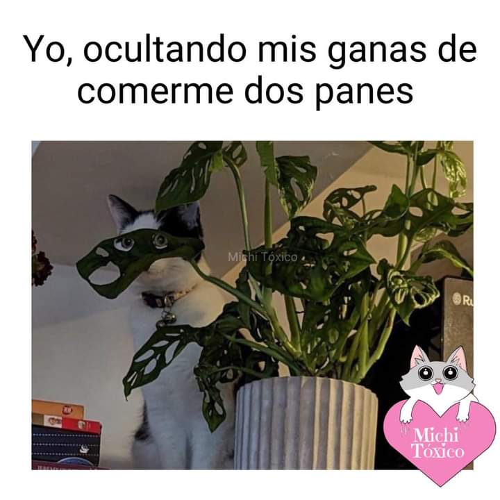 PekisKoskis's tweet photo. O tres ....
Con un vasito de leche con chocolate harto frío 🤤
@Mty_Zac_MX @vaquitadlbarrio @Paco_JS
#TeamChubby #SiempreChubbyJamásInChubby
#TeamEsponjositos #Chubby4Ever https://t.co/yYux6bEDoF