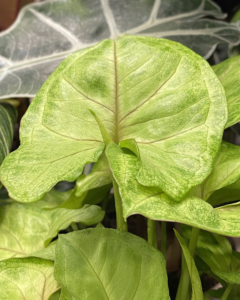Altman_Plants's tweet photo. Don't mind us checking out at retail the leafy goods from our Calif. #foliage production team. Somebody scooped up a stunner. This is Syngonium 'Golden Allusion'. You might also see this S. podophyllum (arrowhead vine) cultivar labeled as 'Gold Allusion'. 

#goteam #houseplants https://t.co/NZIaGiB5ss