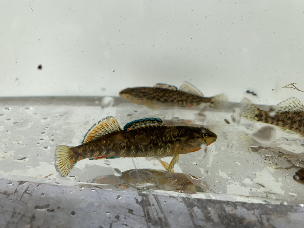 JasonBarnucz's tweet photo. Today was a great day! Made the annual trek to the Royal Ontario Fish Identification Workshop. This year I was able to bring Trevor to assist our group. It was great seining with our ROM friends and seeing many fishes as well. Seine nets rule! #fishidentification #seinenetsrule https://t.co/DbLvZPpgvn