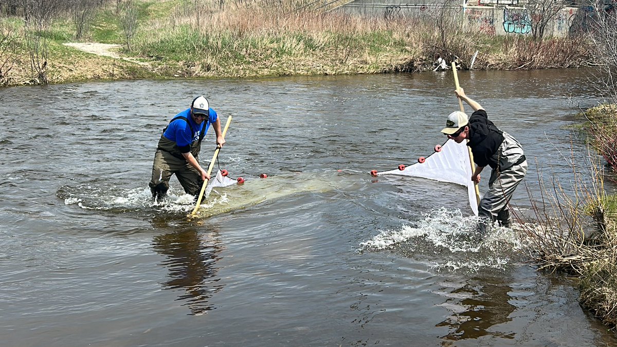 JasonBarnucz's tweet photo. Today was a great day! Made the annual trek to the Royal Ontario Fish Identification Workshop. This year I was able to bring Trevor to assist our group. It was great seining with our ROM friends and seeing many fishes as well. Seine nets rule! #fishidentification #seinenetsrule https://t.co/DbLvZPpgvn