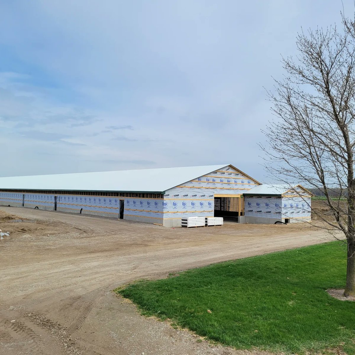 VanderlaanAl's tweet photo. The week in review
Set trusses on this 64'x300' chicken barn and placed 2/3 of the roof steel. We also finished roof steel on another chicken barn and started insulating. Great week by a great crew. https://t.co/9uRHEzfSOS