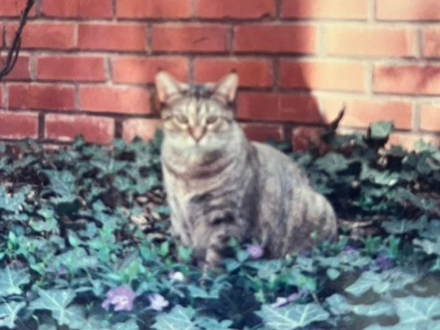 HealingPurrsPaw's tweet photo. Finkin of @Wow_GiantKitty’s sweet furbabiez #Sam n #SandyAndy who had deir #Angelversary diz monf wif #LUVnREMEMBRANCE ❤️🌈🌟
#HealingPurrsPawty https://t.co/CJavqxlvCa