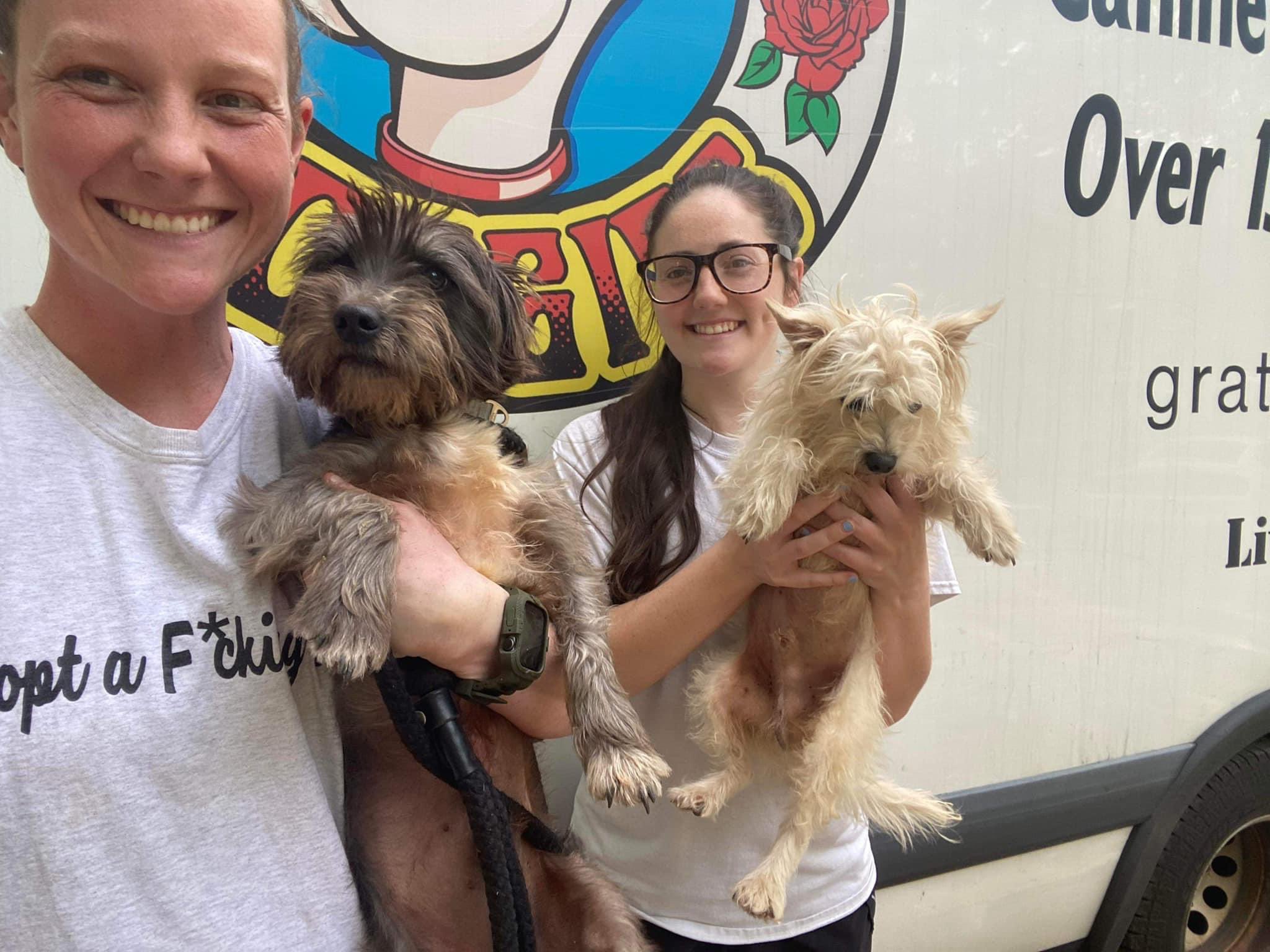 Hounds in Pounds (HoundsInPounds) / Twitter