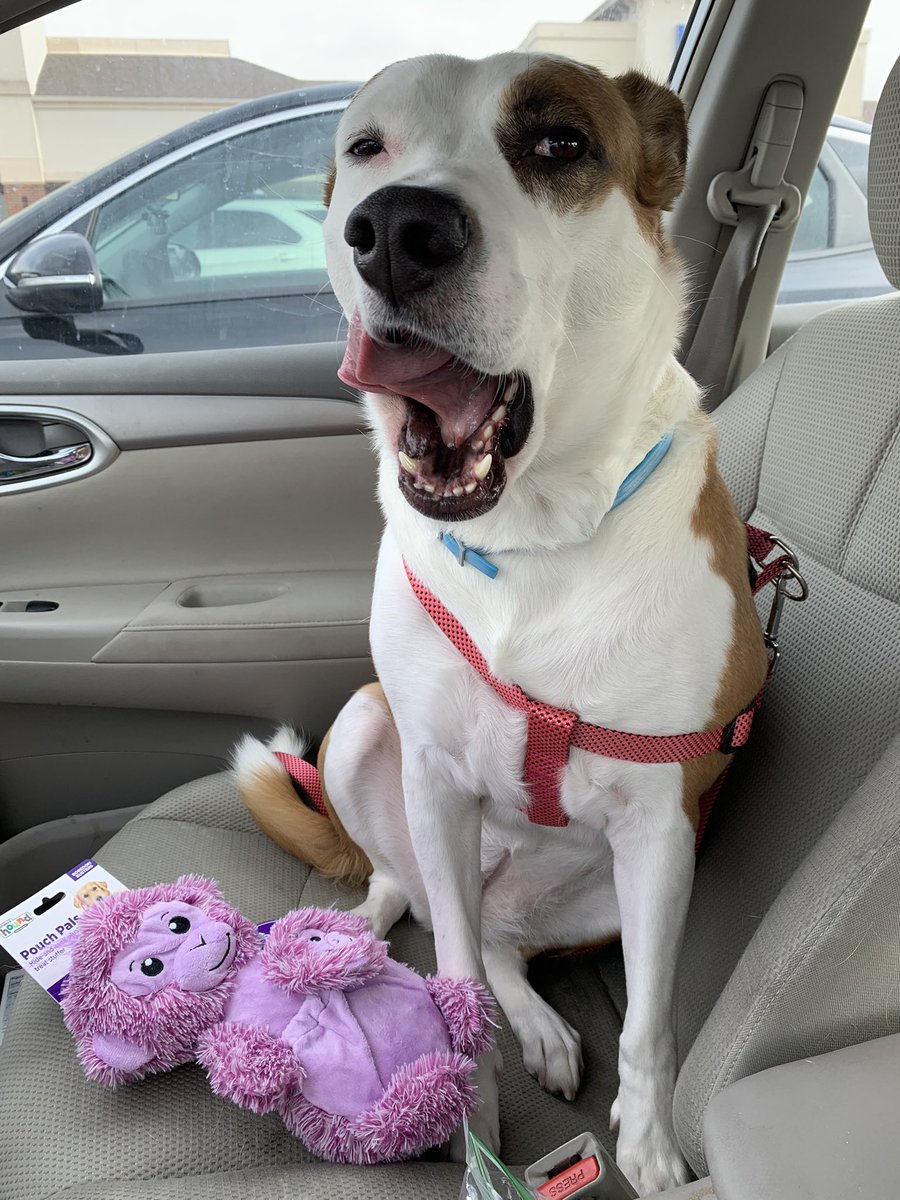 pretty_kellie's tweet photo. Indie and I had a cute lil date tonight. Picked out a toy and got a pup cup and went for a walk. My sweet angel deserves it all 💜💜💜 https://t.co/ybc6HFIgWA
