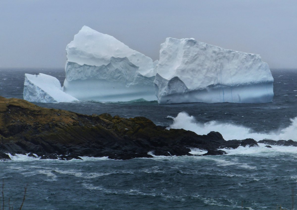 Trepassey_NL's tweet photo. Back to the #IrishLoop after visiting Gros Morne for the first time with a hearty welcome home from this beauty!
#Icebergseason #Newfoundland #Labrador #iscool #ShareYourWeather #Canada https://t.co/Mcch0ctaqv