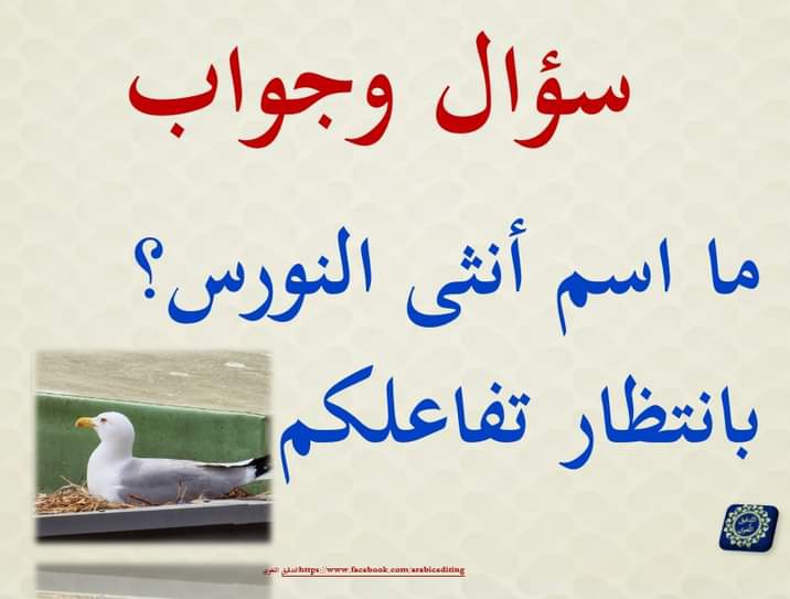 هندسة النحو-هيثم الوزير tweet media